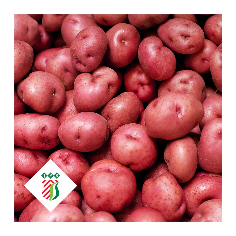 Fresh red potato from Holland Fresh Potatoes The Netherlands wholesale export private label 50/100 mm 5 kg bags Fresh vegetable