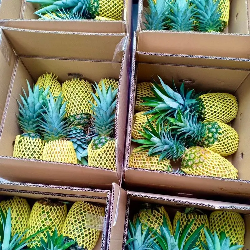 Fresh Pineapple exporting worldwide - Newest Crop with CE / EU Certificate from Viet Nam - Whatsapp +84345.128.188