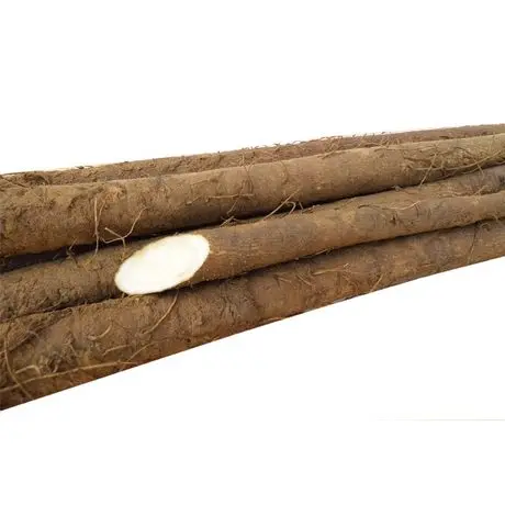 Новый Урожай бельгийских свежих корней, оптовая цена, вакуумная упаковка желтых корней, других свежих овощей для продажи