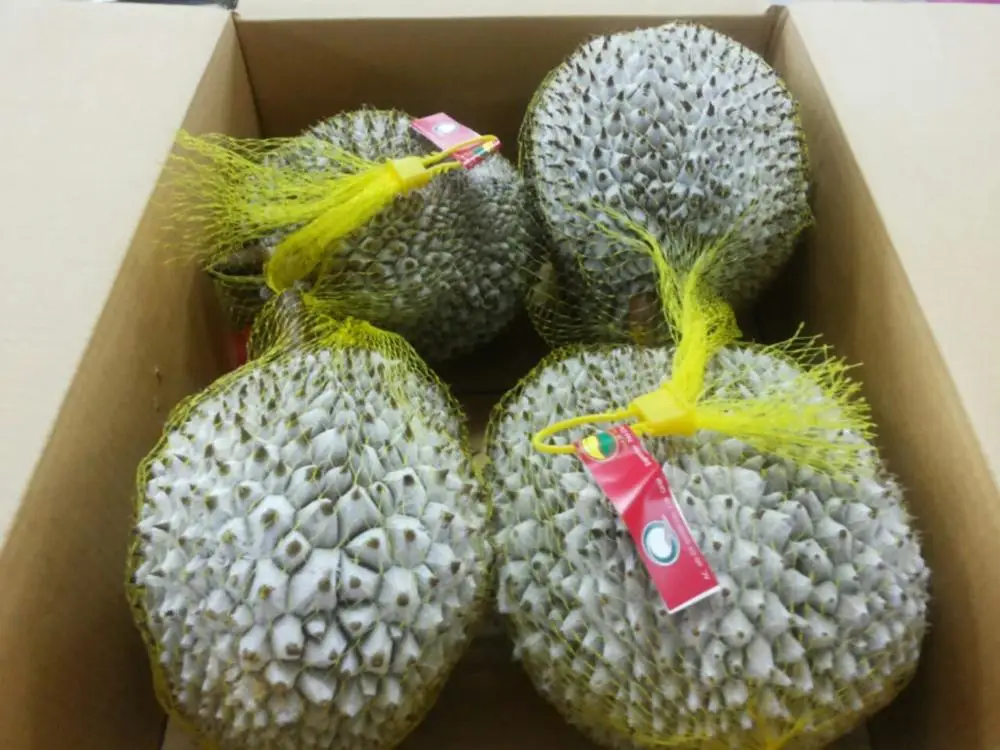 FROZEN RI6 / MONTHONG DURIAN  - VIETNAM ORIGIN - Ms. Hana +84 395690184 - CAREM TROPICAL BRAND