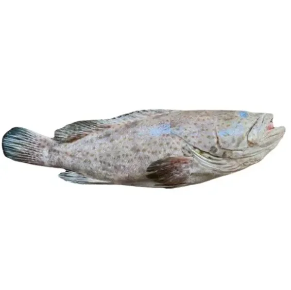 Wholesale Quantity Supplier Selling Highly Nutritious Frozen Seafood Black Grouper Fish