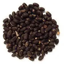 Factory Supply Jatropha Seeds /100% Dried Natural for Sale at Low Price