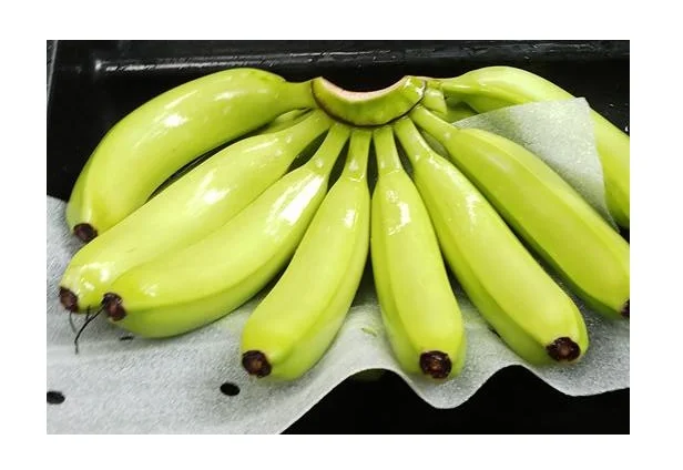 Hot Sale Fresh Bananas Green Cavendish Banana / Tropical Plantains Fresh Green Bananas Cavendish Fresh Fruit From Vietnam