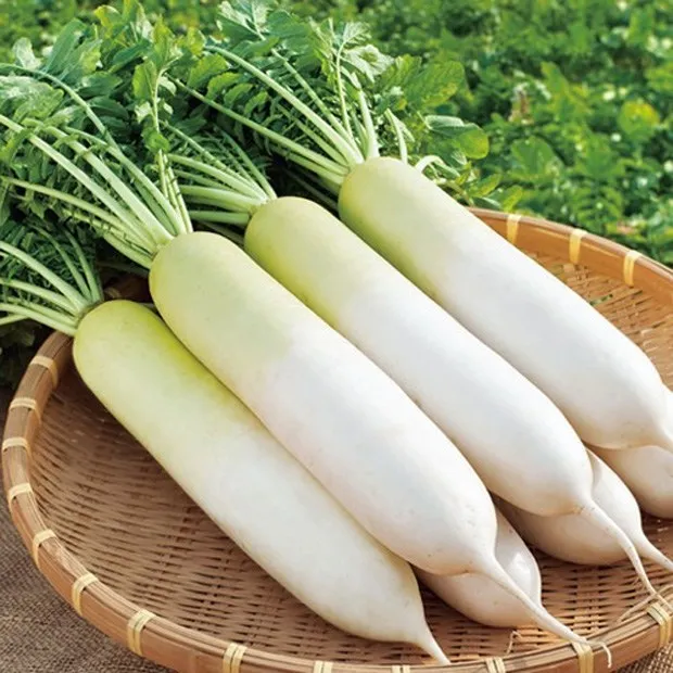 2023 New Crop Fresh White Radish Hot Sale White Radish Factory Low Price White Radish From Vietnam