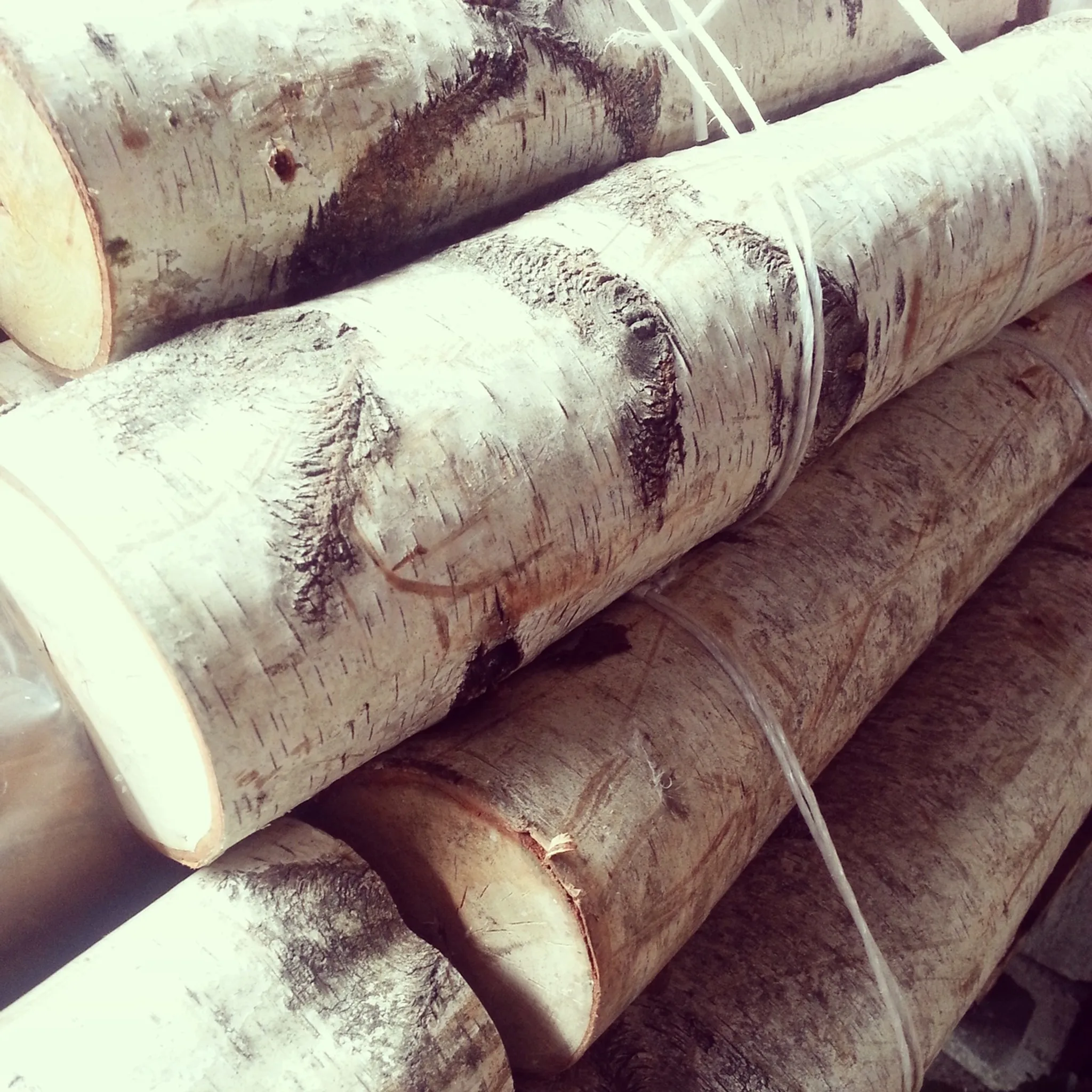 Birch White Logs