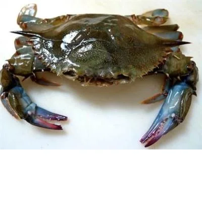 For Sale Live Mud Crabs Blue Frozen KOSHER Golden Crab Meat Shelf Origin Type Life Variety Product