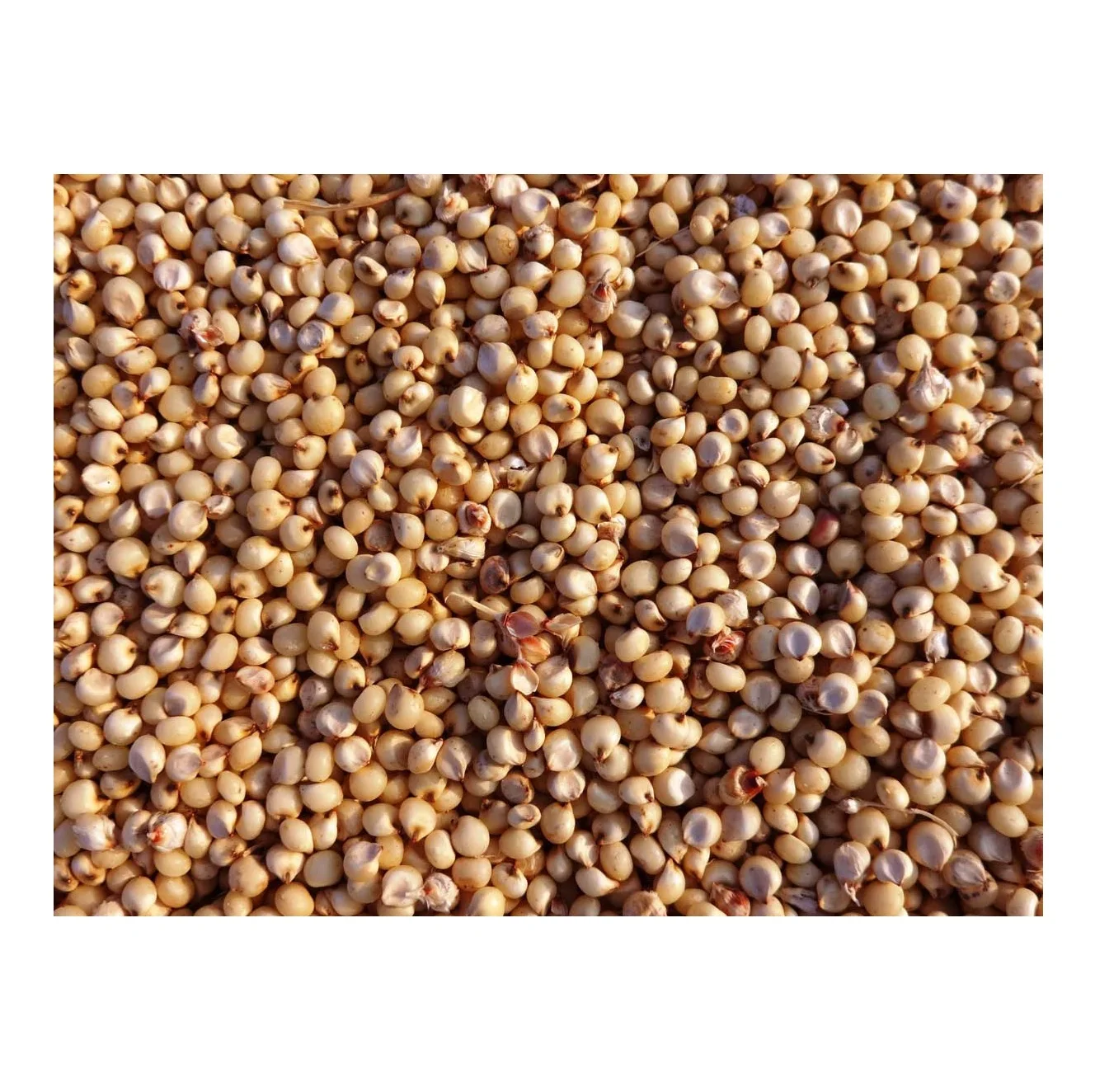 100% Pure Natural Quality Organic Whole Sorghum Grains At Best Wholesale Pricing