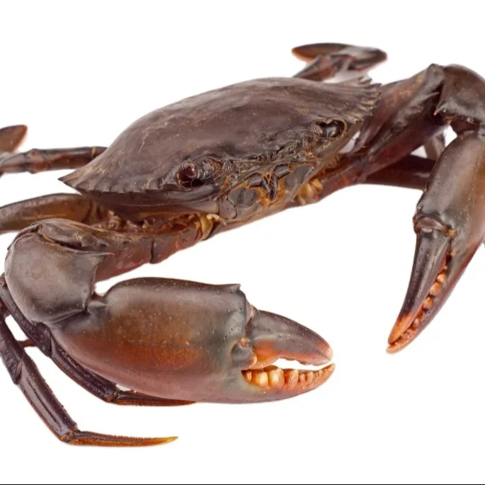 Buy Top Quality Mud Crab Frozen Mud Crab from us you get various nutrients and it is very tasty to eat