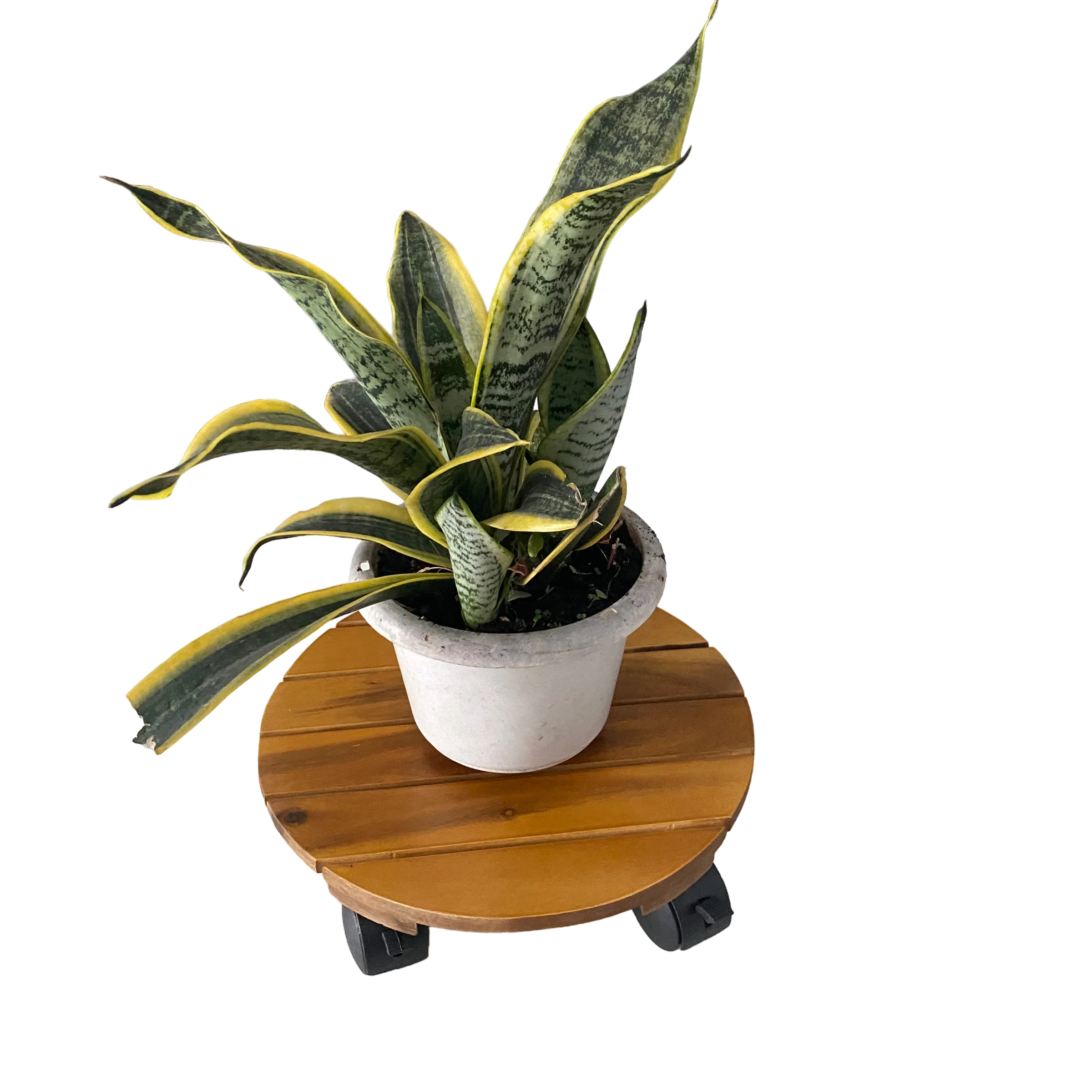 Wood flower plant caddy wood lattice trolley, square & round plant dolly with brakes dia 300 mm