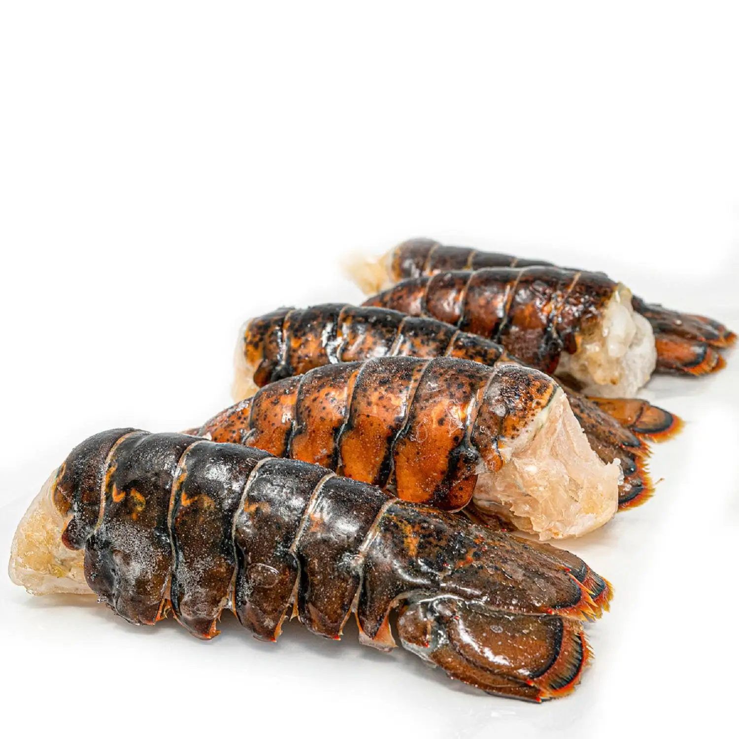 Premium Seafood Fresh and Frozen Lobster, Lobster Tails For Sale/Live Lobsters/live Spiny Lobsters