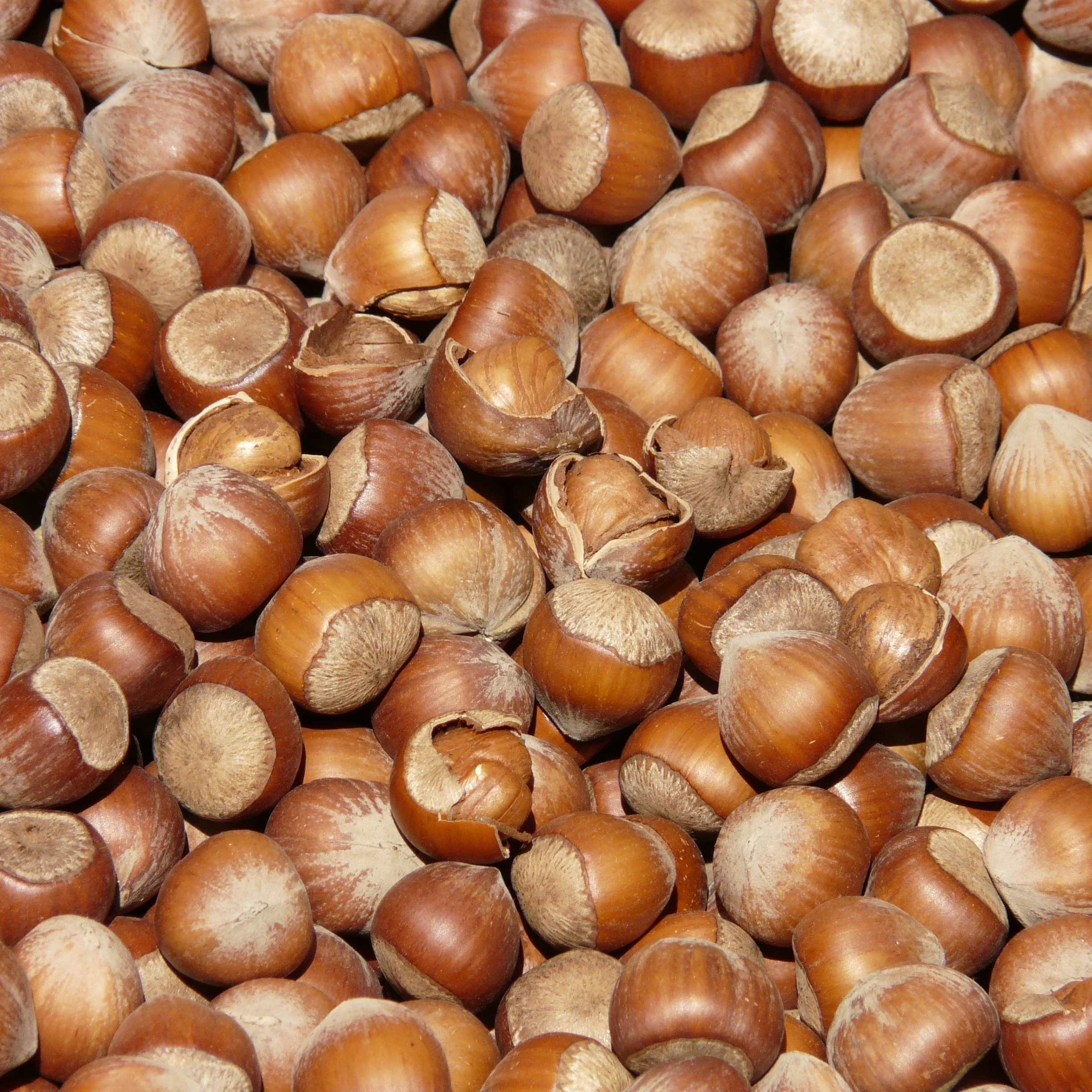 Raw Hazelnut Roasted Hazelnut in Bulk Premium Wholesale Hazelnut Turkey Origin Healthy Quality Turkish AGROWELL TURKISH GOODS