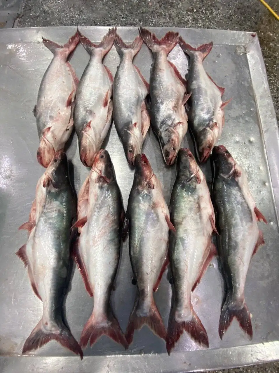 Замороженная рыба свежие экспортные морепродукты цена на рыбу баса выпотрошенная 600-800 г замороженного пангасиуса
