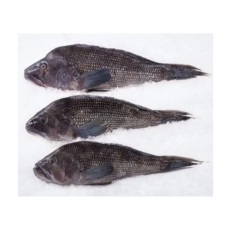 Reasonable prices Sea Bass Fish from Brazil Customizable Packaging