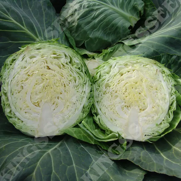 crispus cabbage for sale
