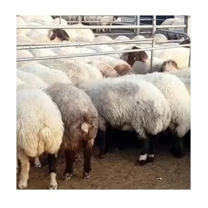 Direct Supplier Alive Awassi Sheep Bulk Quantity Available At Cheap Price