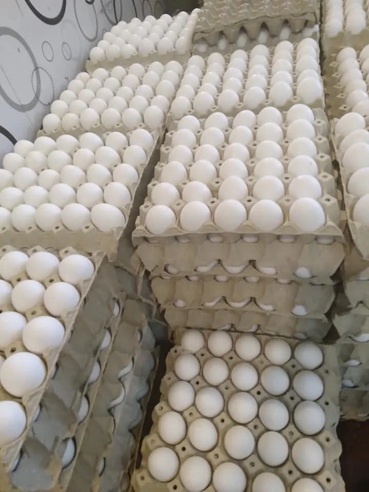 Fresh Brown Table Chicken Eggs / Wholesale Fresh Brown Table Eggs Chicken Eggs / Fresh Table Chicken Eggs ( Brown and White)