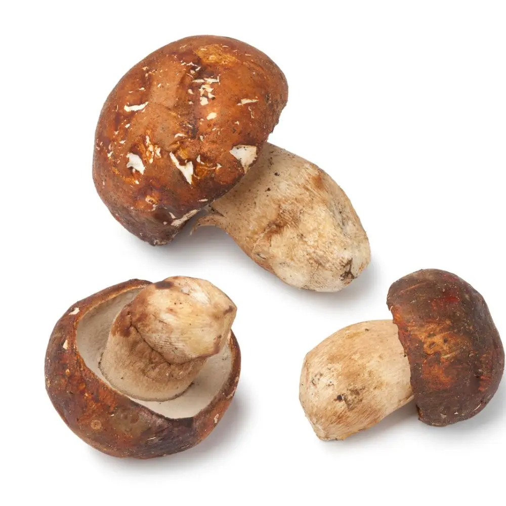 Турецкий дикий гриб Porcini Boletus турецкий высокое качество вкусные турецкие оригинальные Дикие