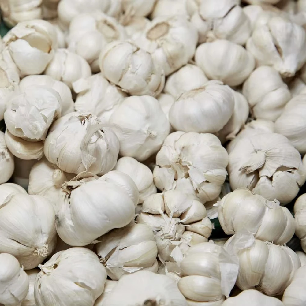 Organic Garlic Seeds From Farm Fresh Crop for Food Use
