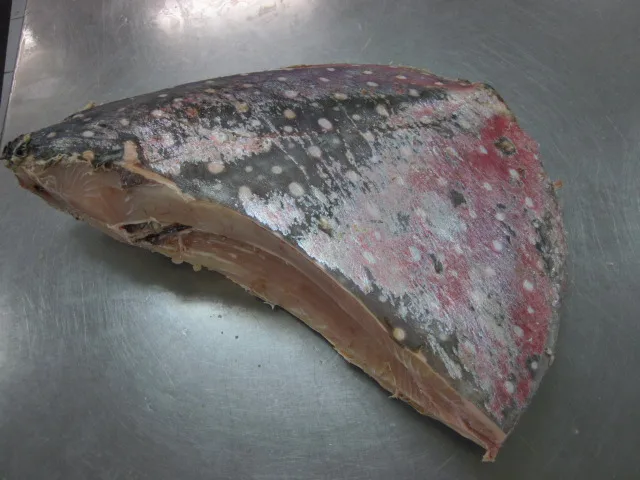 Frozen Fish Fresh Tilapia Supplier Block Bulk Style Packaging Package Weight Lbs Shelf Origin Moonfish HG - Frozen Sea