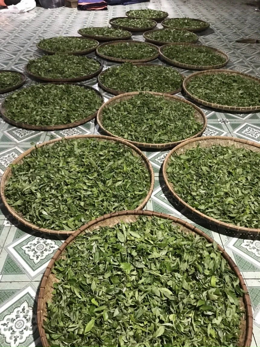 Storage Organic OEM/ODM Cheap Life Package Customize Good Price wholesale tea Black Tea Green Bee From Vietnam