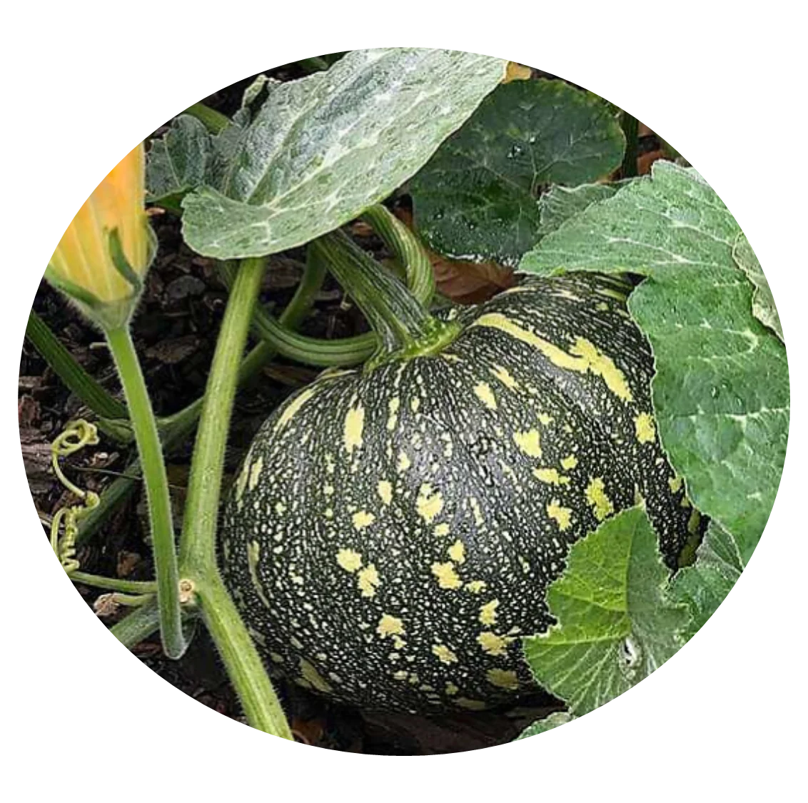 High Quality Made In Vietnam 100% Natural FRESH TROPICAL PUMPKIN from HTK FOOD for Food & Beverage