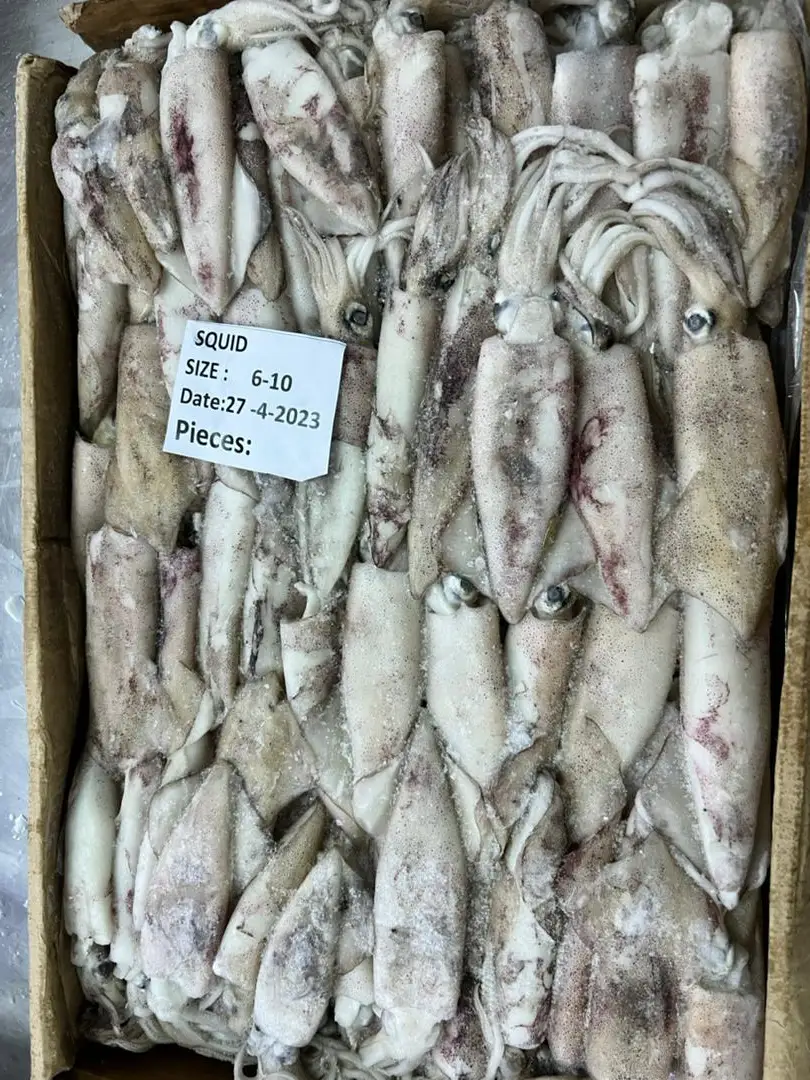 FRESH FROZEN LOLIGO SQUID WHOLE ROUND GOOD QUALITY YEMEN ORIGIN