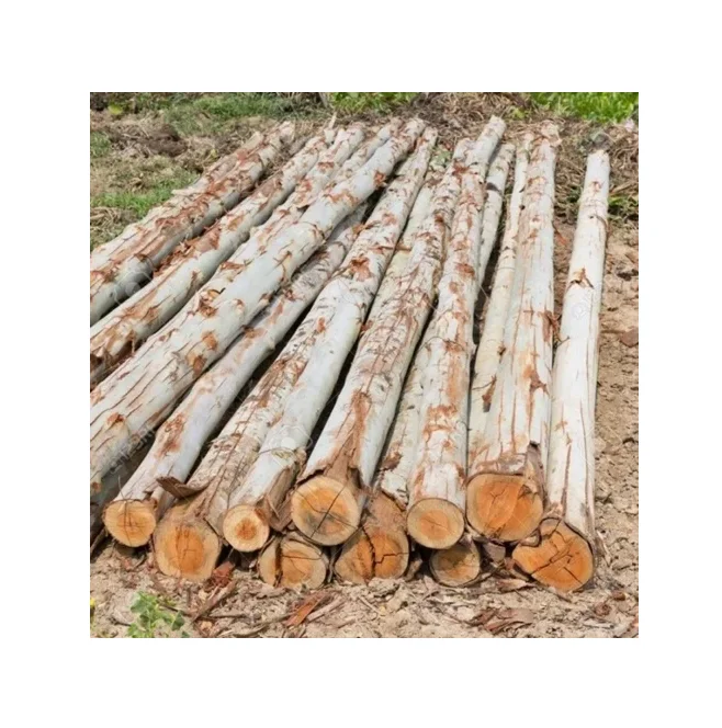 High-Quality Eucalyptus Timber Logs - Construction, Furniture, and Decoration