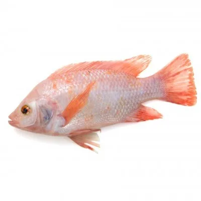 Wholesaler Frozen Fish Fresh Red Tilapia IQF Frozen Export In Bulk Customize Packing In Vacuum Bag For Sale