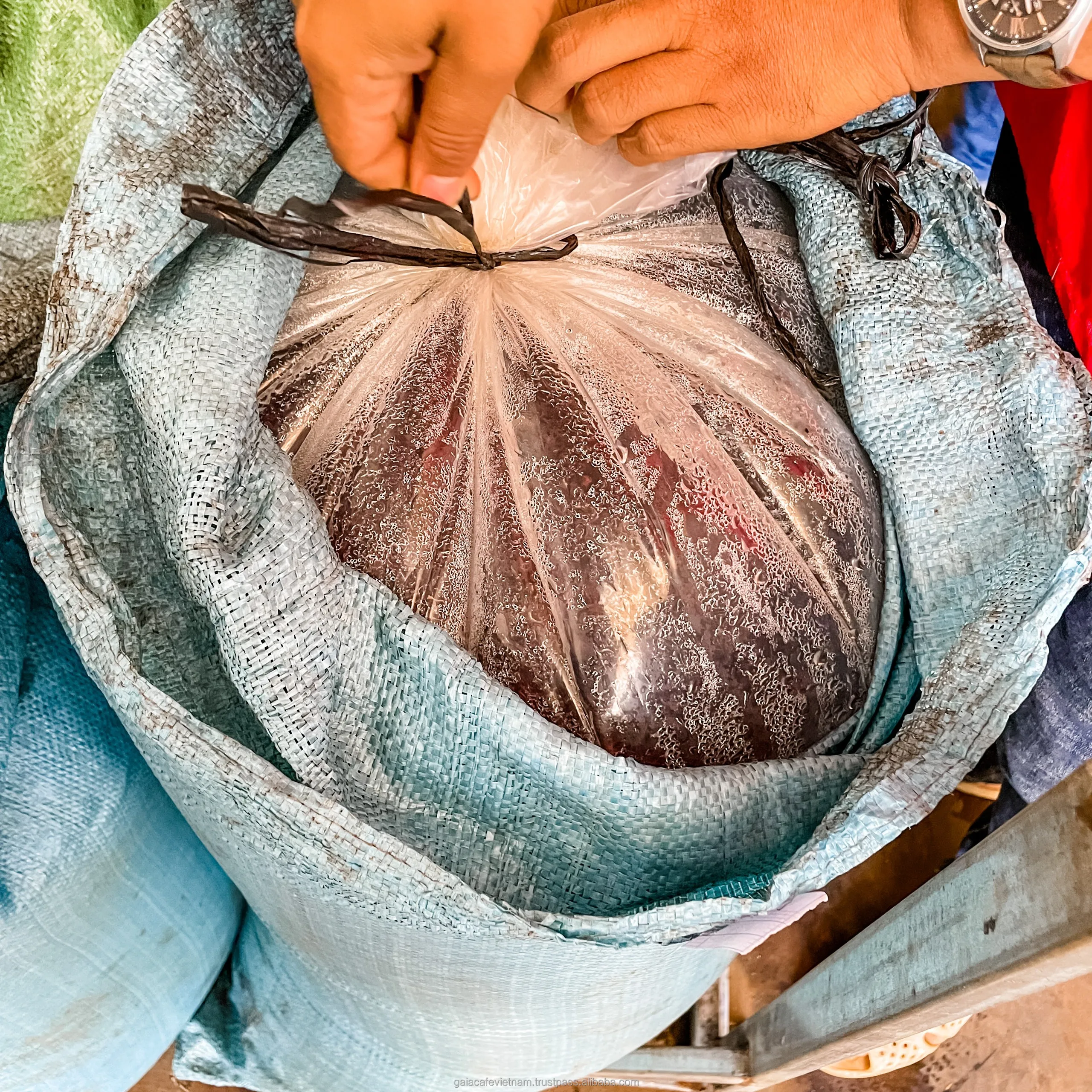 Green Robusta Coffee Beans Directly from Highland Farm 100% Robusta green coffee beans supplied by Viet Coffee Company