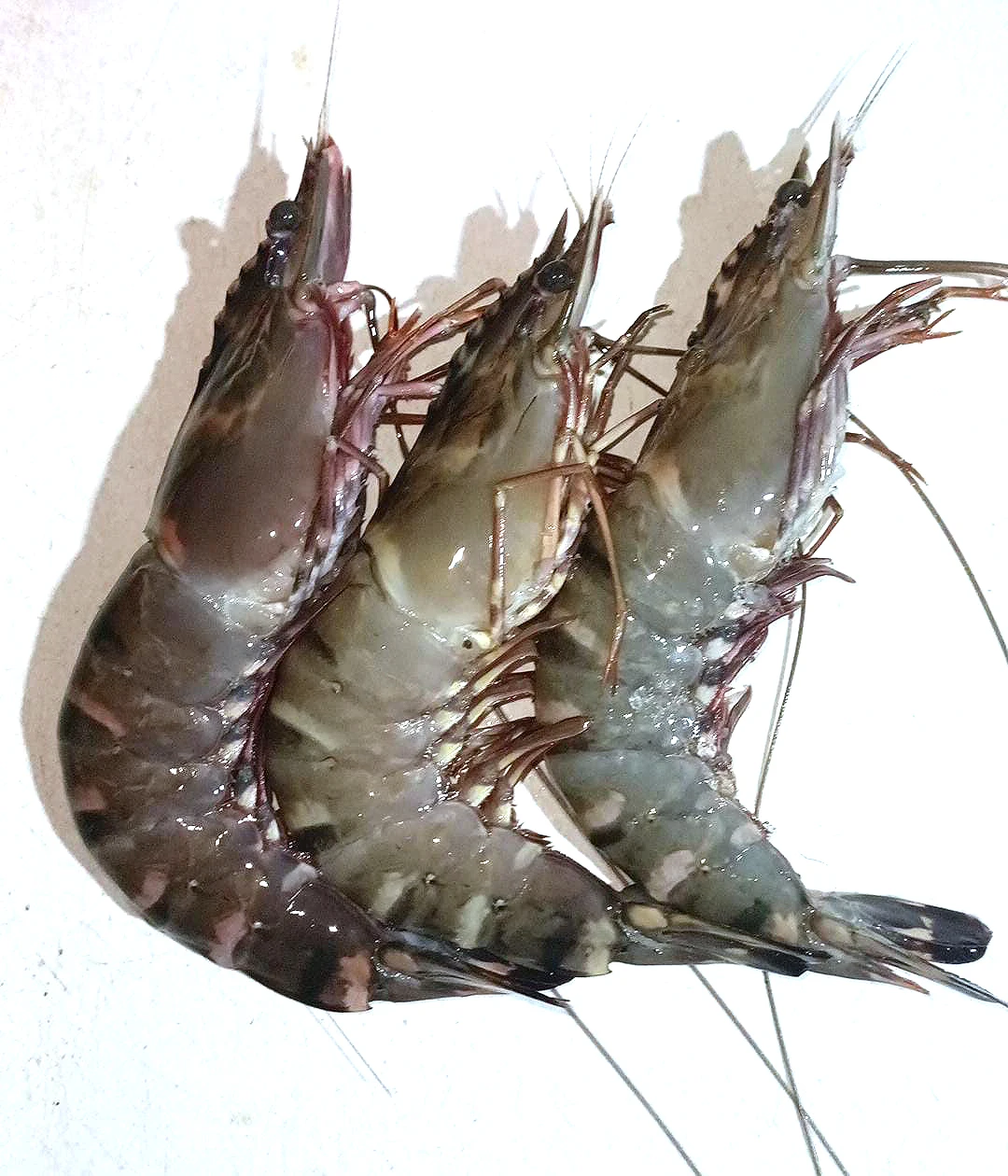 Hot Sale Seafood Frozen Vannamei Shrimps HLSO with Cheap Price Quality White Prawns for Export Bag Bulk Style