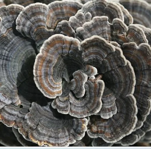 Turkey Tail Mushroom Powder at wholesale price