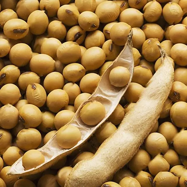 Top High Protein Soyabean Seed /Soy bean For All purposes