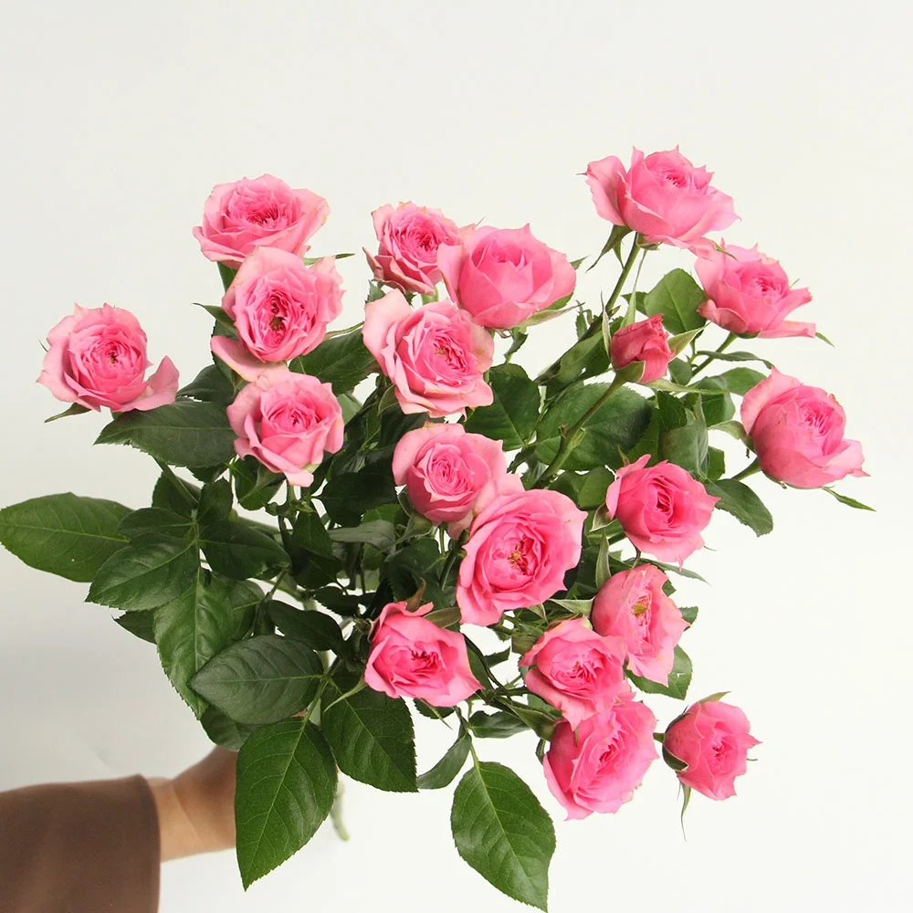 Fresh Cut Flowers Rose Wholesales FactorySupply Long Stem Fresh Roses For Valentines Flower Arrangement