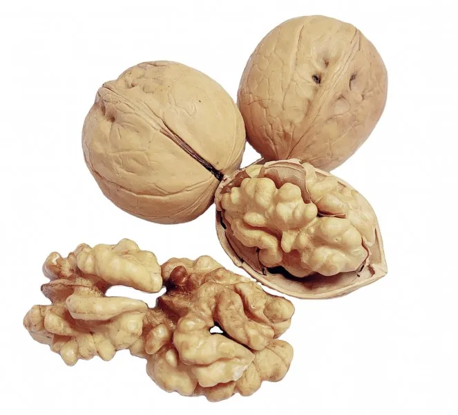Special discount ceviz top quality in shell walnuts for sale walnut dry fruit