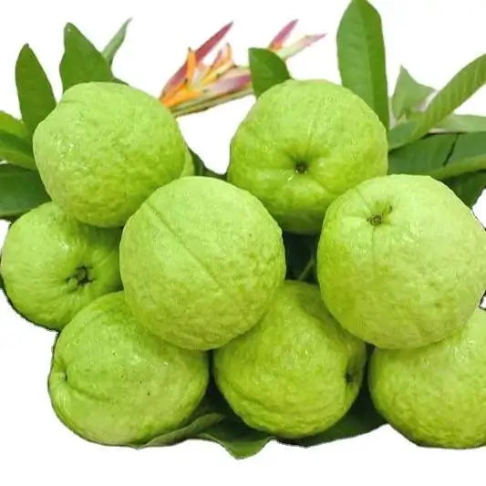 Fresh Guava Good Taste Fresh Fruit Origin Vietnam