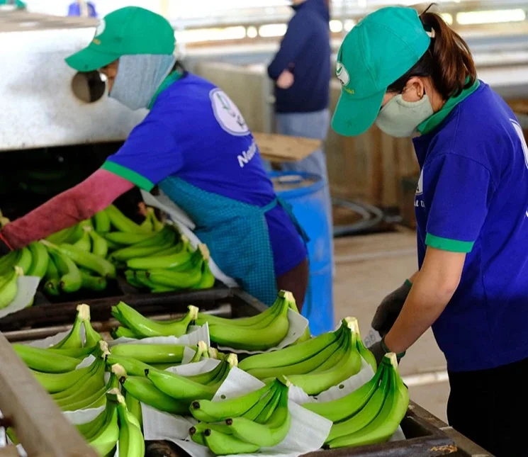 Best quality fresh green cavendish banana/ fresh banana prices from Vietnam / GREEN SKIN SWEET BANANAS