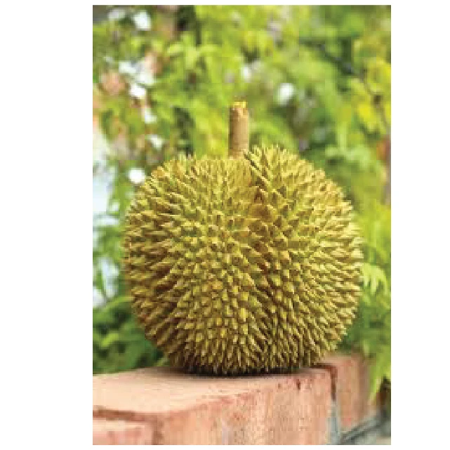 Wholesale Product Fresh Durian Fruit and Frozen Durian Products High quality to the US market