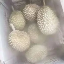 FROZEN DURIAN PULP RI6/MONTHONG OEM PACKAGING - WHATSAPP +84 395690184