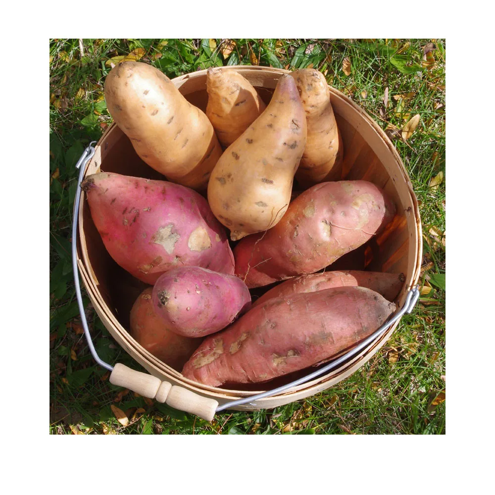 Best selling fresh potato / potato chips at cheap price - Wholesale for frozen potato French fries