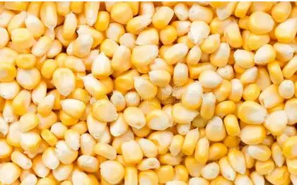 Factory Directly Sale Dried Yellow Maize Non GMO Yellow Maize Glutinous Maize ISO HALAL Approved Certified for Human Consumption