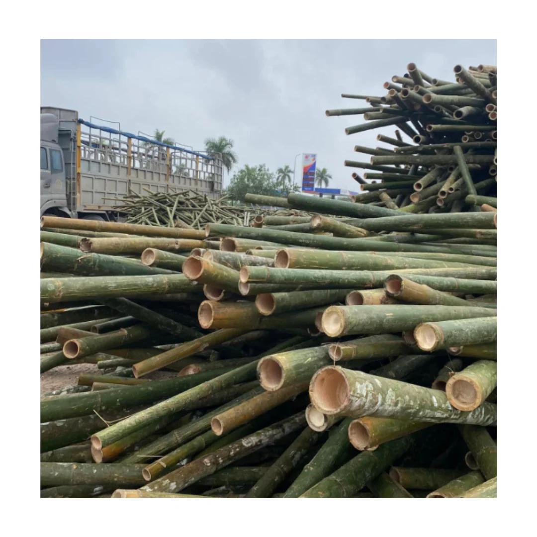 HIGH QUALITY SOLID BAMBOO VIETNAM FACTORY CUSTOM LENGTH AND SIZE BAMBOO STRAIGHT CANE TOP SALE IN 2024
