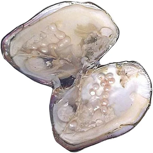 New Freshwater Cultured Love Wish Pearl Oyster 5-10mm