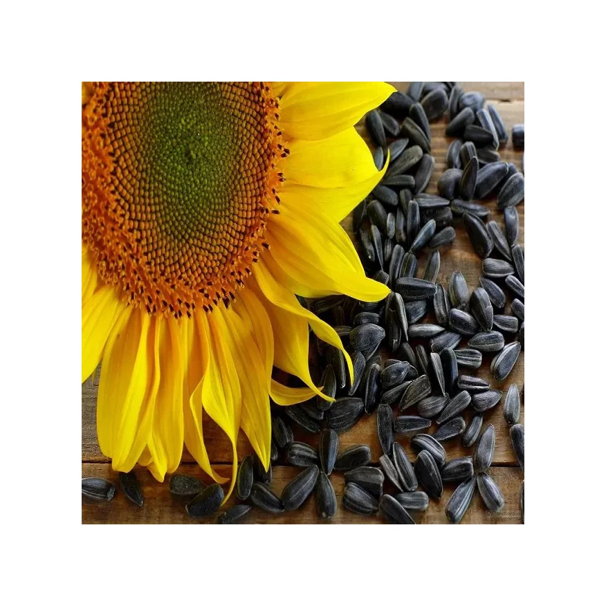 Factory Direct Sales, Healthy Pure Natural Vegetable Nuts, Newest Harvest Organic Sunflowers Wholesale