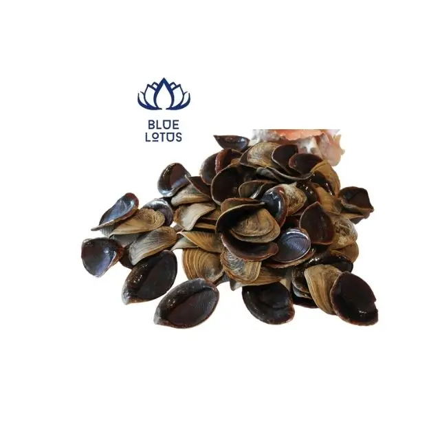 Best Price Operculum Murex From Vietnam To Do Perfume