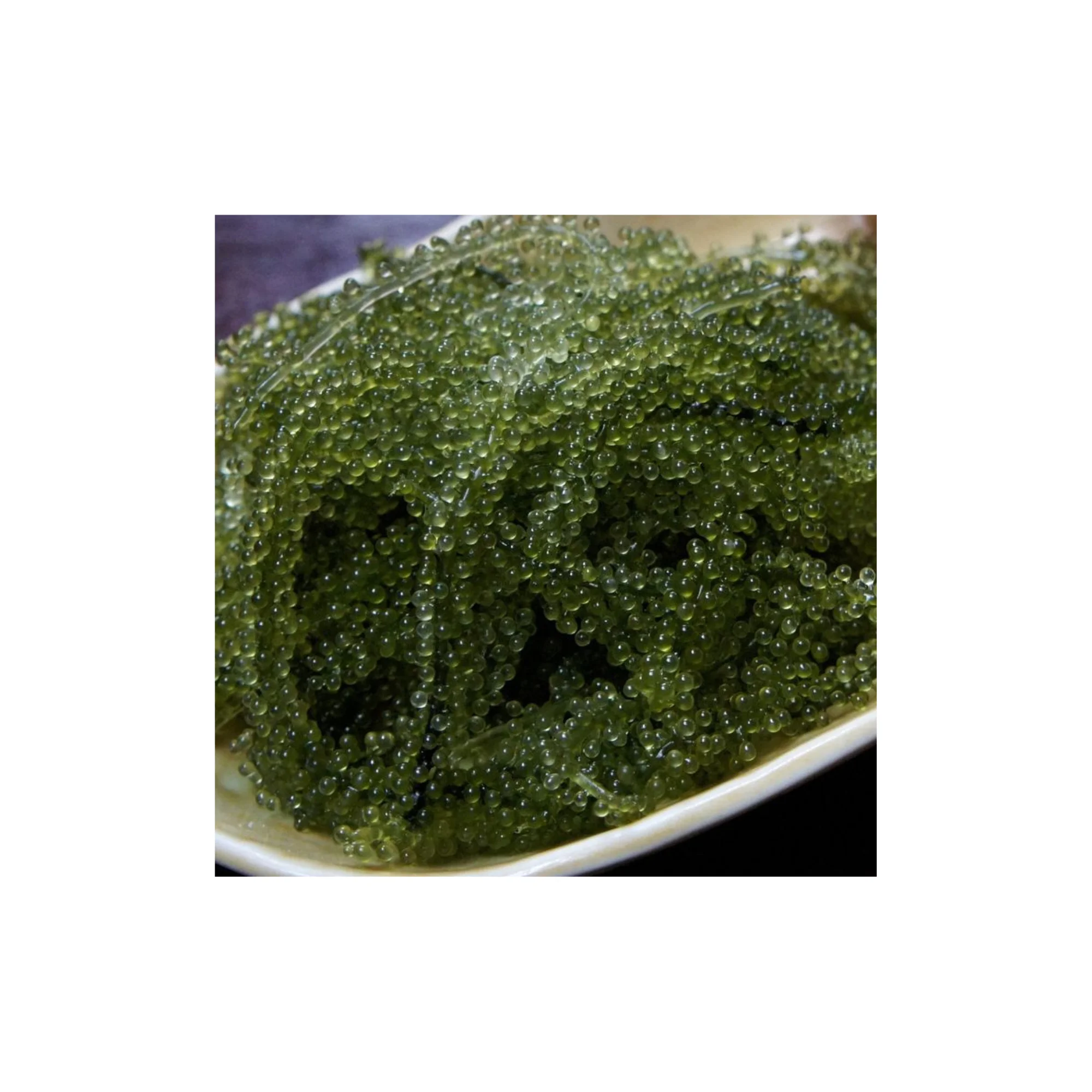 Sea Grape For Resell With Private Label Packaging/ Dehydrated Sea Grapes From Vietnam Manufacturer Seaweed Good Price