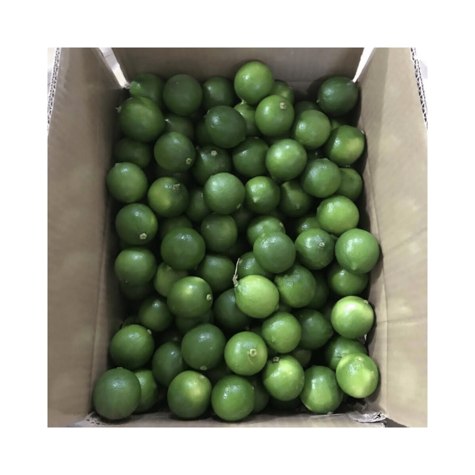 Good Quality Fresh Lemon/Fresh Green Seedless Lime and Lemons from Fresh Citrus Fruit with high quality and competitive price