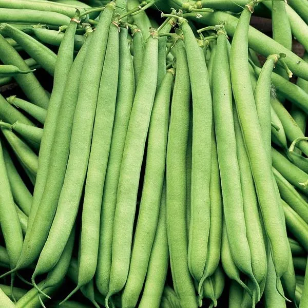 Agriculture Products Frozen Vegetables Export Standard Cooking Frozen Green Beans From Vietnam Manufacturer