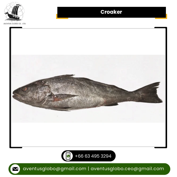 Most Wholesale Selling Premium Quality Natural and Pure Clean Seafood Frozen Croaker Fish from Thailand