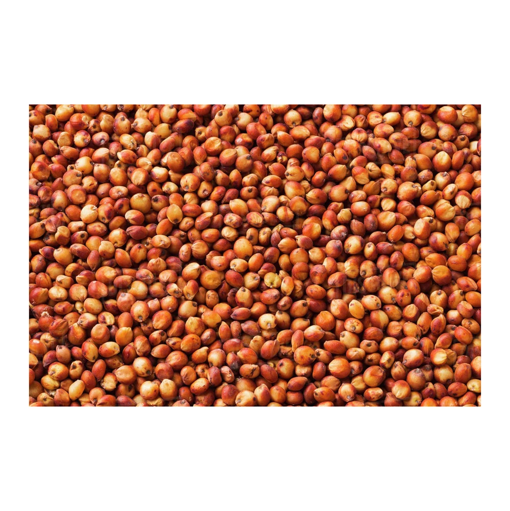 Sorghum Best Selling Premium Wholesale Bird Feed Seeds of Ukrainian Origin White Max Crop Color Type Certificate Place Model