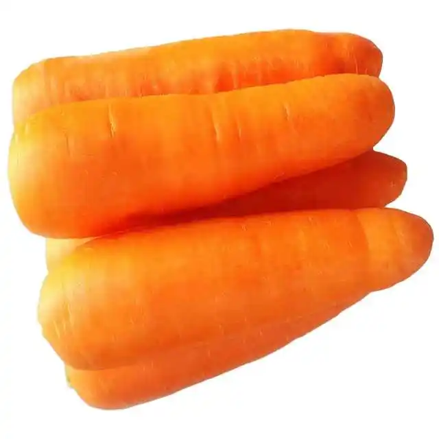 Wholesale price smooth skin fresh red carrot top quality fresh carrot seller Thailand fresh vegetable export
